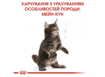 Фото - сухой корм Royal Canin KITTEN MAINE COON (МЕЙН КУН КИТТЕН) корм для котят