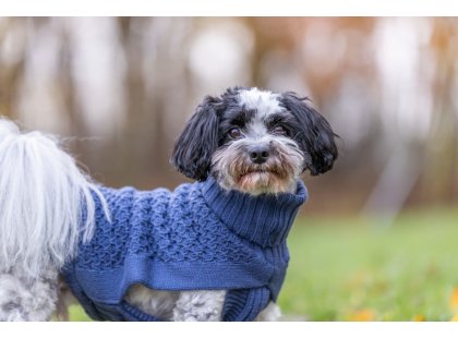 Фото 2 -  одежда Trixie Norwood пуловер для собак, синий