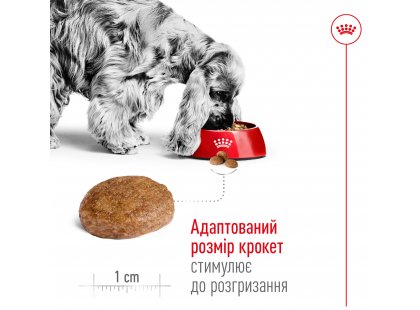 Фото 3 -  сухий корм Royal Canin MEDIUM ADULT 7+ (СОБАКИ СЕРЕДНІХ ПОРІД ЕДАЛТ 7+) корм для собак від 7 років