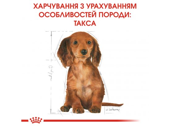 Фото - сухой корм Royal Canin DACHSHUND PUPPY (ТАКСА ПАППИ) корм для щенков до 10 месяцев