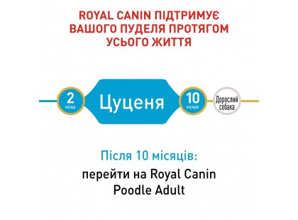 Фото 3 -  сухий корм Royal Canin POODLE PUPPY корм для цуценят пуделя до 10 місяців