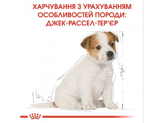 Фото - сухий корм Royal Canin JACK RUSSELL PUPPY (ДЖЕК РАССЕЛ ПАППІ) корм для цуценята до 10 місяців