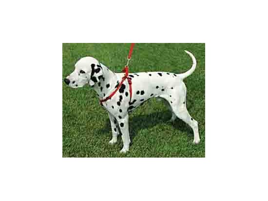Фото 2 -  амуниция Collar Dog Extremе нейлоновая регулируемая шлея для собак, черный