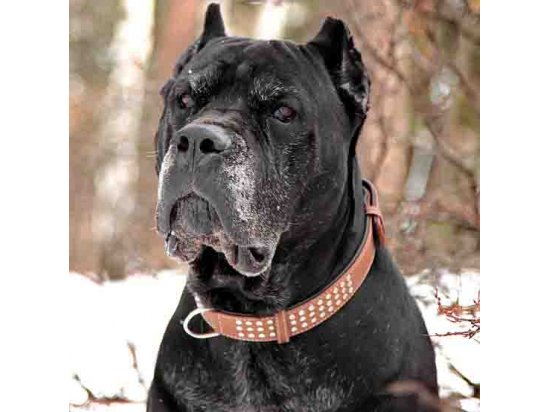 Фото 5 -  амуниция Collar Кожаный ошейник двойной для собак со стразами