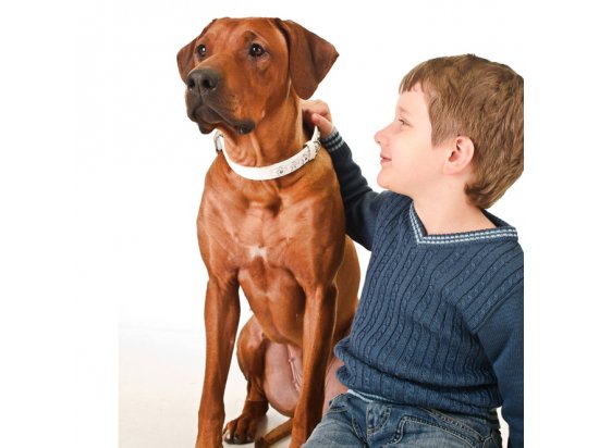 Фото 2 -  амуниция Collar Brilliance ЗВЕЗДЫ ошейник премиум класса БЕЛЫЙ, лакированная кожа