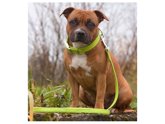 Фото 7 -  амуниция Collar Glamour Поводок для собак плоский