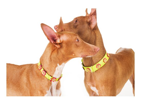Фото 6 -  амуниция CoLLaR Glamour - кожанный ошейник для собак с украшением аппликация
