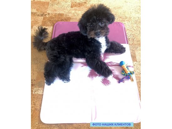 Фото 3 -  лежаки, матрасы, коврики и домики Trixie Cooling Mat - Подстилка охлаждающая для собак и кошек РОЗОВАЯ
