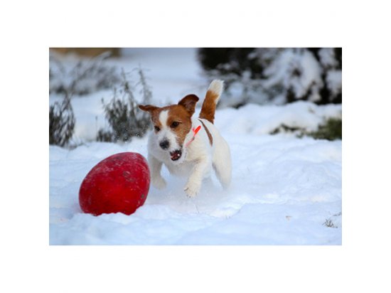 Фото 3 -  іграшки Jolly Pets JOLLY EGG іграшка для собак, веселе яйце
