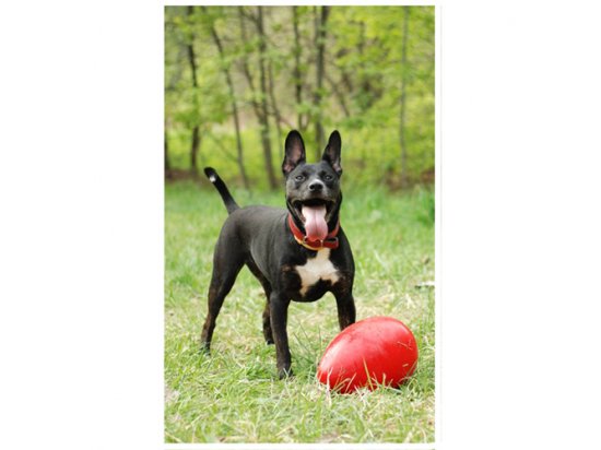 Фото 4 -  іграшки Jolly Pets JOLLY EGG іграшка для собак, веселе яйце