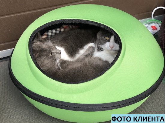 Фото 2 -  спальні місця, лежаки K&H Thermo-Mod Dream Pod лежак-будиночок з електропідігрівом для котів