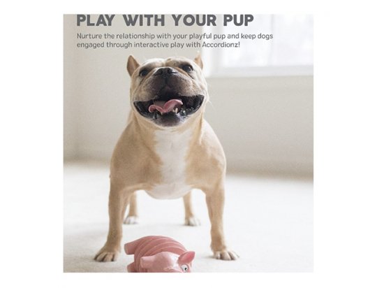 Фото 4 -  іграшки Outward Hound ACCORDIONZ PIG іграшка пищалка для собак СВИНКА АКОРДЕОН
