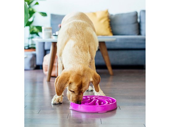 Фото 3 -  миски, напувалки, фонтани Outward Hound FUN FEEDER миска - лабіринт для повільної їжі для собак КВІТКА