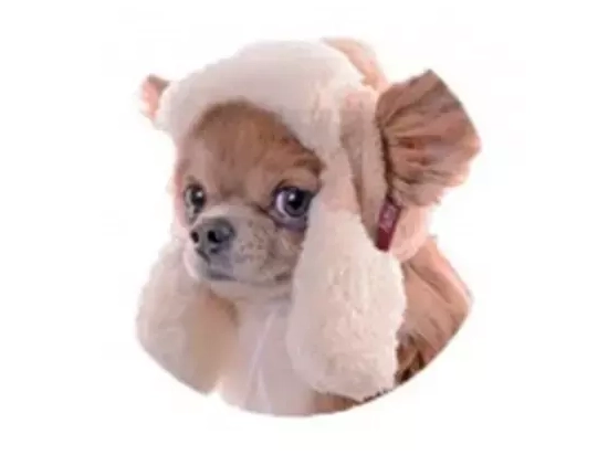 Фото - Pet Fashion - Шапка УШАНКА зимняя для мелких и средних собак одяг Pet Fashion - Шапка УШАНКА зимняя для мелких и средних собак