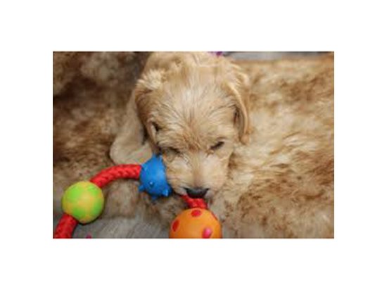 Фото 3 -  іграшки PETSTAGES Multi Texture Chew Ring - Канат-кільце з м'ячиками - іграшка для собак