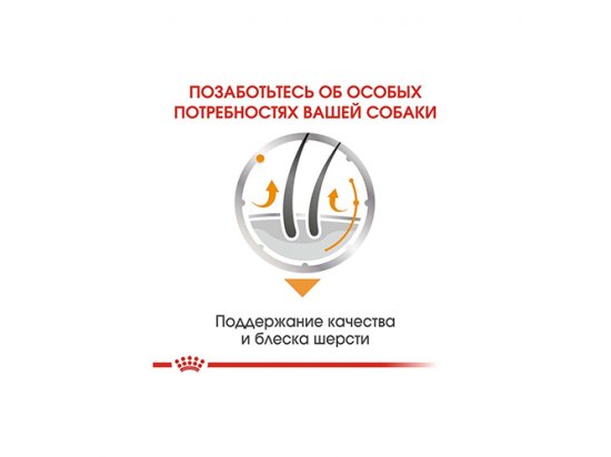 Фото 7 -  вологий корм (консерви) Royal Canin COAT CARE вологий корм для собак для краси та блиску шерсті