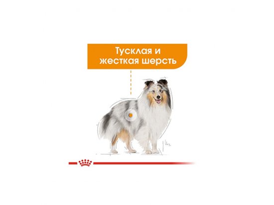 Фото 6 -  вологий корм (консерви) Royal Canin COAT CARE вологий корм для собак для краси та блиску шерсті