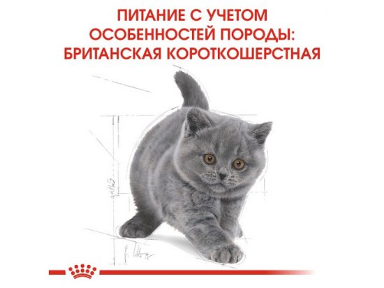 Фото - сухий корм Royal Canin Kitten BRITISH SHORTHAIR (БРИТАНСЬКА КОРОТКОШЕРСНА КІТТЕН) корм для кошенят до 12 місяців