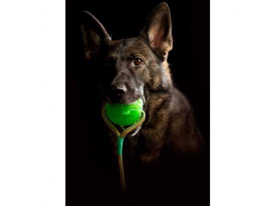 Фото 4 -  іграшки StarMark Swing & Fling Chew Ball іграшка для собак, м'яч гелевий на мотузці
