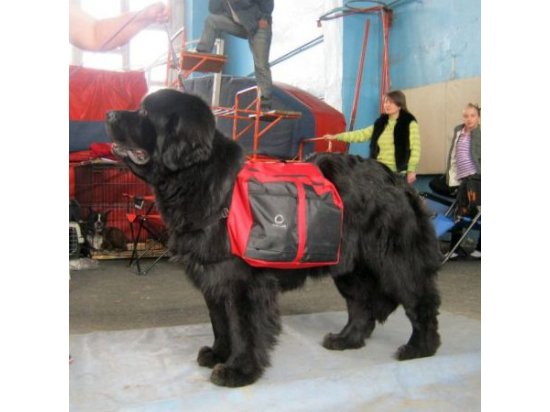 Фото 3 -  дрессировка и спорт Collar Dog Extreme сумка на спину собаке
