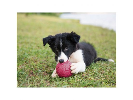 Фото 2 -  іграшки West Paw BOZ DOG BALL іграшка-м'яч для собак ВЕЛИКИЙ