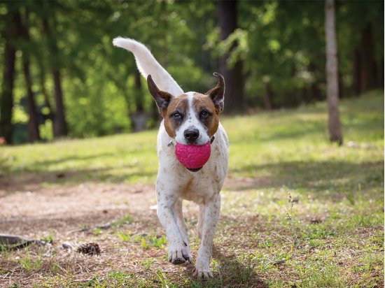Фото 3 -  іграшки West Paw BOZ DOG BALL іграшка-м'яч для собак ВЕЛИКИЙ