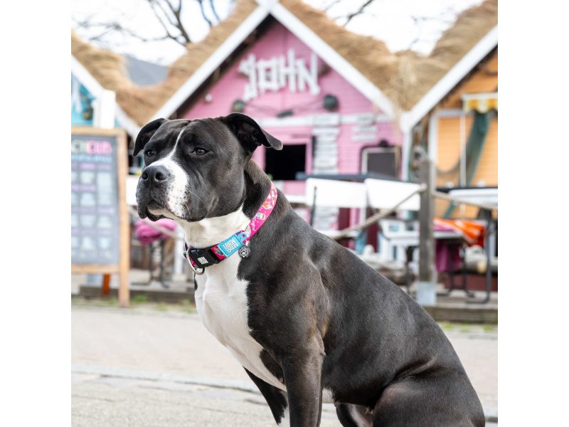 Max & Molly Urban Pets Smart ID Collar ошейник для собак с QR