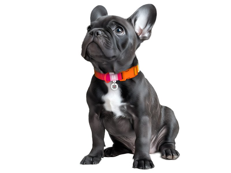 Collar WAUDOG Nylon Recycled градиент, ошейник нейлоновый для
