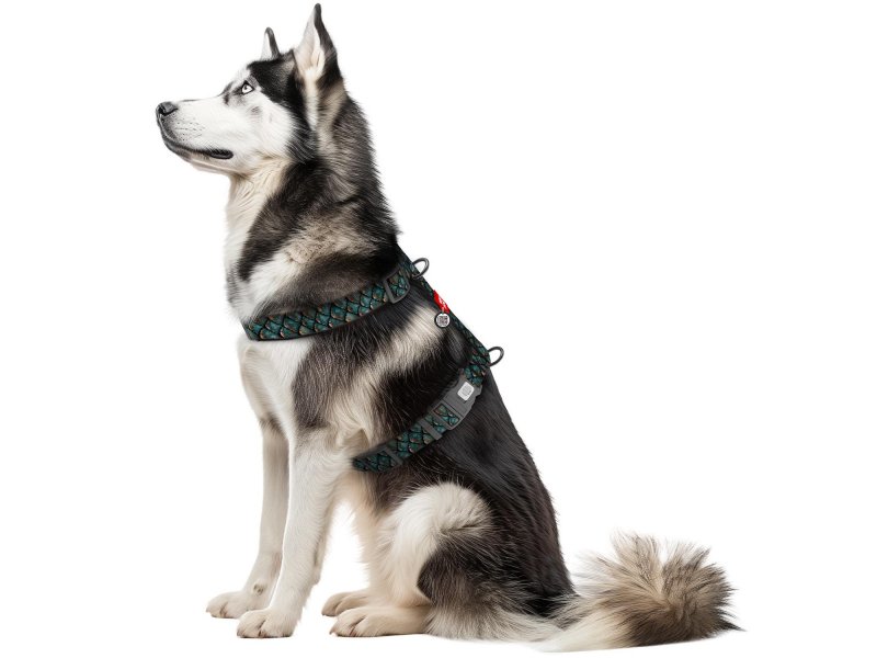 Collar WAUDOG Nylon шлея для собак анатомическая H-образная с QR