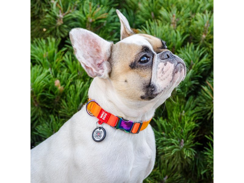Collar WAUDOG Nylon Recycled градиент, ошейник нейлоновый для