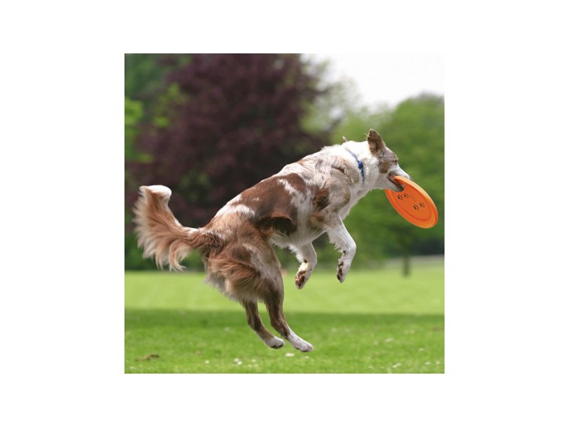 Frisbee trixie 2025