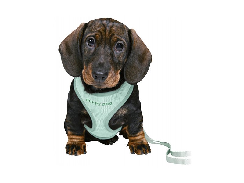 Harness lead hot sale