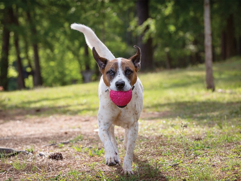 West Paw BOZ DOG BALL Zoodom