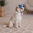 Фото 5 - одяг Pet Fashion Stars панама для собак