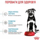 Фото - сухой корм Royal Canin MAXI PUPPY корм для щенков крупных пород от 2 до 15 месяцев