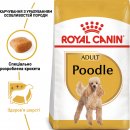 Фото - сухой корм Royal Canin POODLE ADULT (ПУДЕЛЬ ЭДАЛТ) корм для собак от 10 месяцев