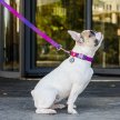 Фото 2 - амуниция Collar WAUDOG Nylon Recycled градиент, поводок нейлоновый для собак, фиолетовый