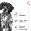 Фото 5 - сухий корм Royal Canin MEDIUM ADULT 7+ (СОБАКИ СЕРЕДНІХ ПОРІД ЕДАЛТ 7+) корм для собак від 7 років