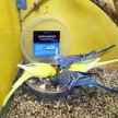 Фото 3 - лакомства для птиц Zelena Zoo Копошилка сухая кормушка для декоративных птиц