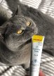 Фото 6 - лакомства Gimcat Expert Line UT BALANCE паста для профилактики заболеваний мочевой системы у кошек