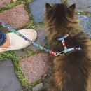 Фото - шлейки, ошейники Max & Molly Urban Pets Cat Harness/Leash Set шлея с поводком для кошек Little Monster