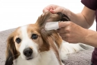 Фото - повседневная косметика Trixie Ear-Care одноразовые салфетки на палец для чистки ушей