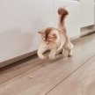 Фото 6 - вітаміни та мінерали GimCat Nutri Vitamin Bites Immunity Care вітаміни для котів 12 МІЛЬТИВІТАМІНІВ та КУРКА