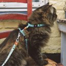 Фото - шлейки, ошейники Max & Molly Urban Pets Cat Harness/Leash Set шлея с поводком для кошек Black Sheep