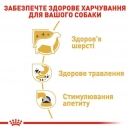 Фото - вологий корм (консерви) Royal Canin CHIHUAHUA ADULT (ЧИХУАХУА ЕДАЛТ) вологий корм для собак від 8 місяців