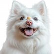 Фото 5 - ласощі Collar WAUDOG Treats Cheese Balls ласощі для собак ХРУСТКІ СИРНІ КУЛЬКИ