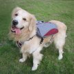 Фото 2 - амуниция Voyager Pet Dog Bagpack cумка-седло для собак, красный с серым