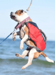Фото 2 - рятувальні жилети Fovis Voyager Pet Dog Bagpack рятувальний жилет для собак