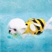 Фото 6 - рятувальні жилети Fovis Derby Bee Design Dog Life Vest рятувальний жилет для собак