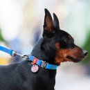 Фото - амуниция Collar WAUDOG WATERPROOF суперпрочный поводок для собак из водоотталкивающего материала, голубой